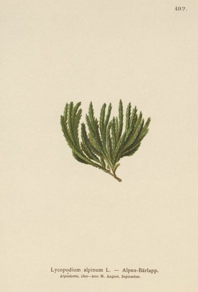 Lycopodium alpinum da German School