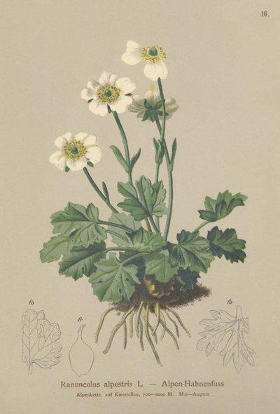 Ranuncolo alpino (Ranunculus alpestris) da German School