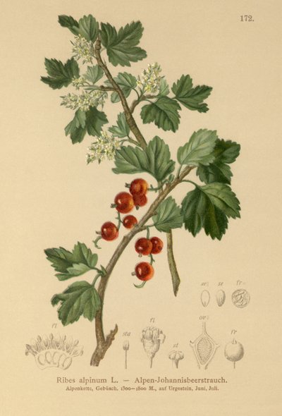 Ribes alpino (Ribes alpinum) da German School