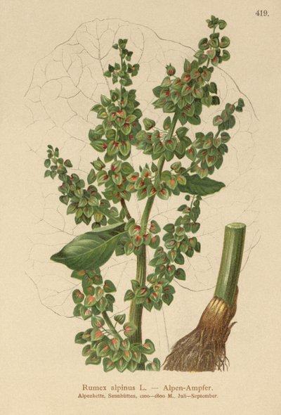 Rumex alpinus da German School