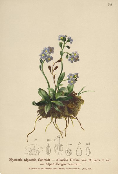 Non-ti-scordar-di-me alpino (Myosotis alpestris, Myosotis silvatica) da German School