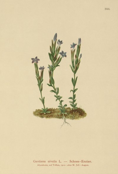 Genziana alpina (Gentiana nivalis) da German School