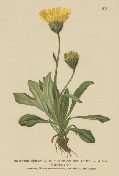 Hieracium alpino (Hieracium alpinum, Hieracium alpenum, Hieracium pilosum) da German School