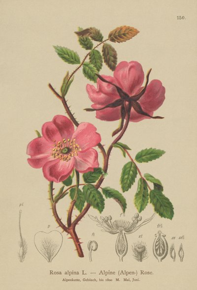 Rosa alpina (Rosa alpina, Rosa pendulina) da German School