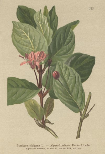Caprifoglio alpino (Lonicera alpigena) da German School