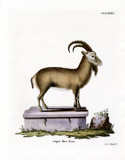Stambecco delle Alpi da German School