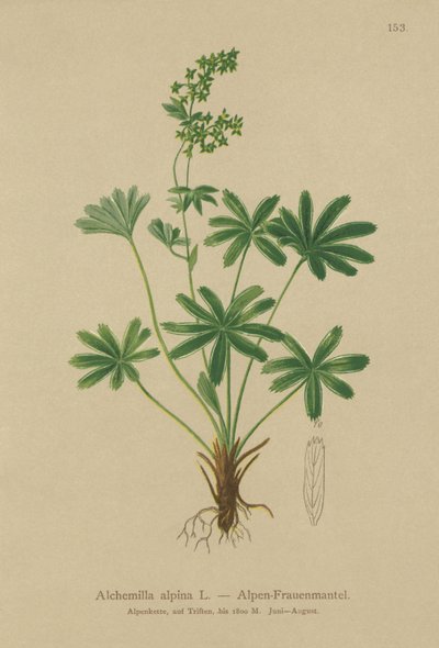 Mantello della signora alpina (Alchemilla alpina) da German School