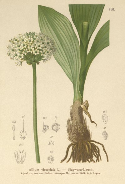 Allium victorialis, Allium victoriale, Cepa victorialis, Geboscon triphylum, Allium plantagineum, Allium anguinum da German School