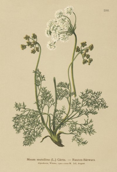 Levistico alpino (Meum mutellina, Ligusticum mutellina) da German School