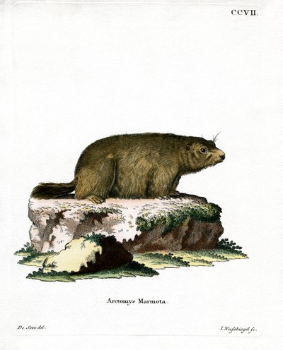 Marmotta alpina da German School