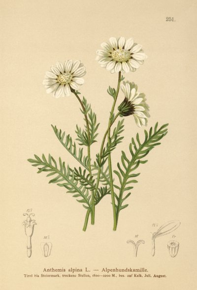 Camomilla alpina da German School