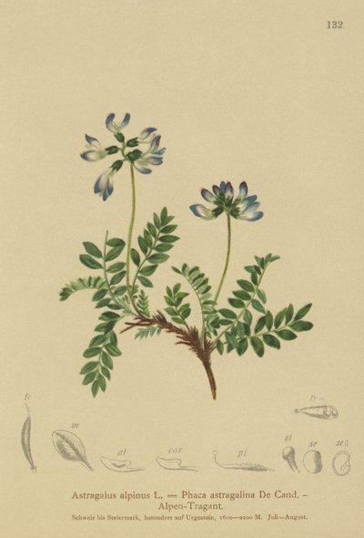 Astragalo alpino (Astragalus alpinus, Phaca astragalina) da German School