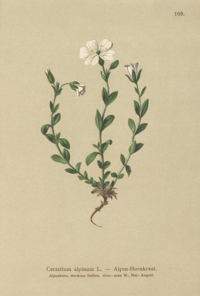 Cerastium alpinum da German School