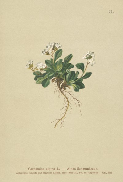 Cardamine alpina (Cardamine alpina) da German School