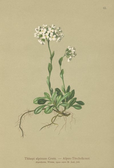 Thlaspi alpinum da German School