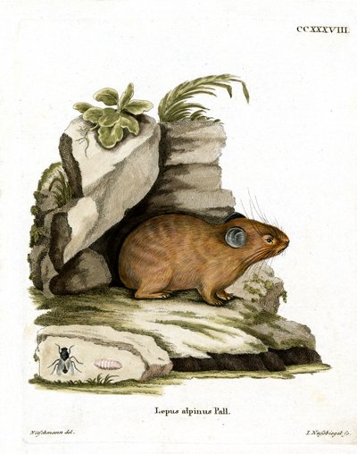 Pika alpino da German School