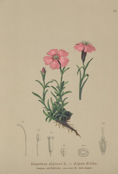 Dianthus alpinus da German School