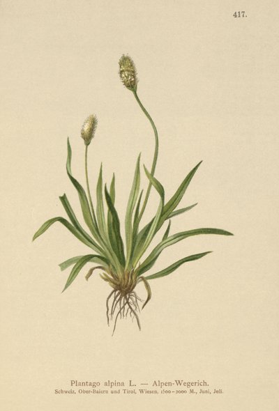 Plantago alpina da German School