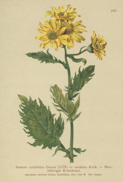 Senecio alpino da German School