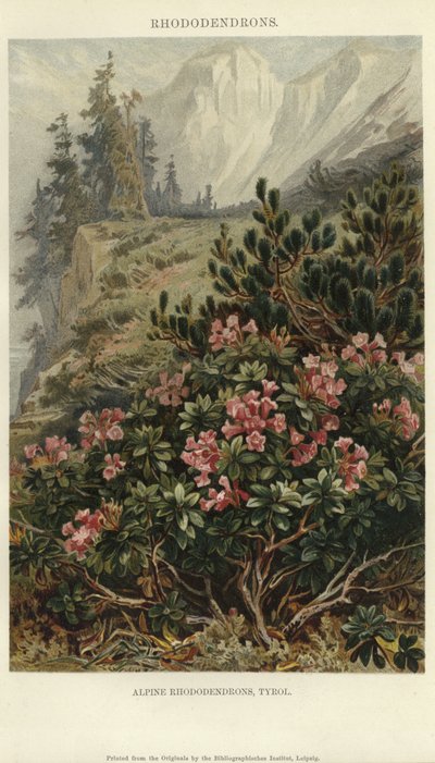 Rhododendron alpini da German School