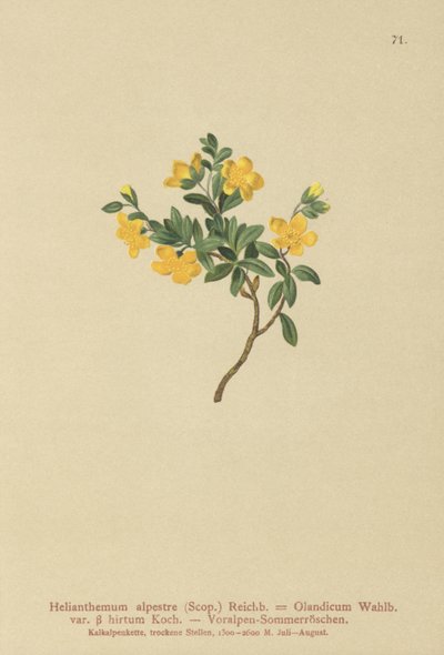 Helianthemum alpestre da German School
