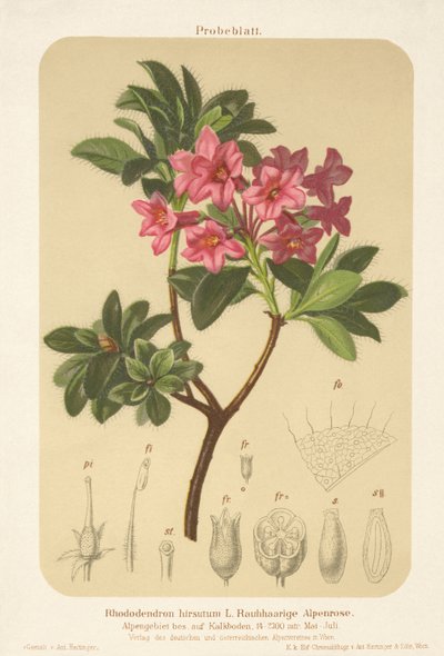 Rosa alpina (Rhododendron hirsutum) da German School