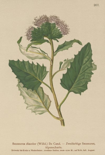 Saussurea alpina (Saussurea discolor) da German School