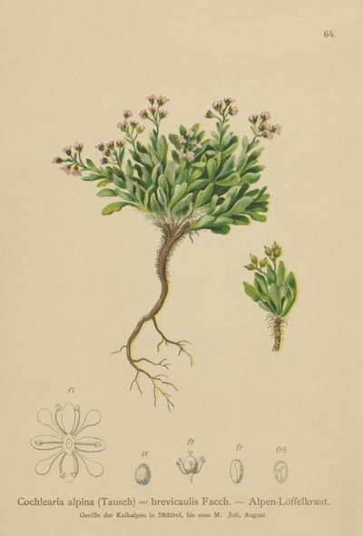 Cochlearia alpina da German School
