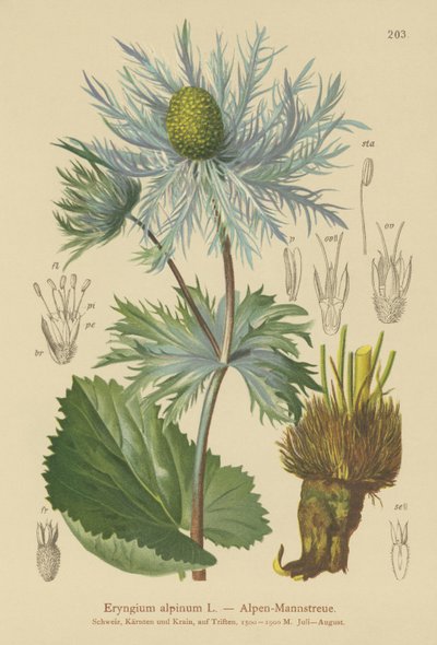 Eryngium alpino (Eryngium alpinum) da German School