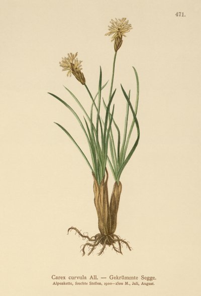 Carex curvula da German School