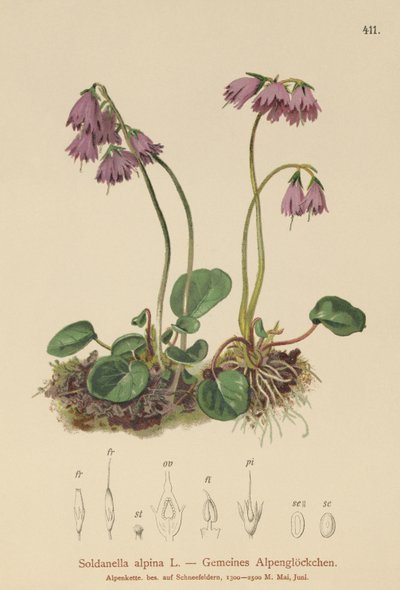 Campanula delle nevi alpina (Soldanella alpina) da German School