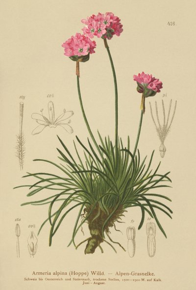 Armeria alpina da German School