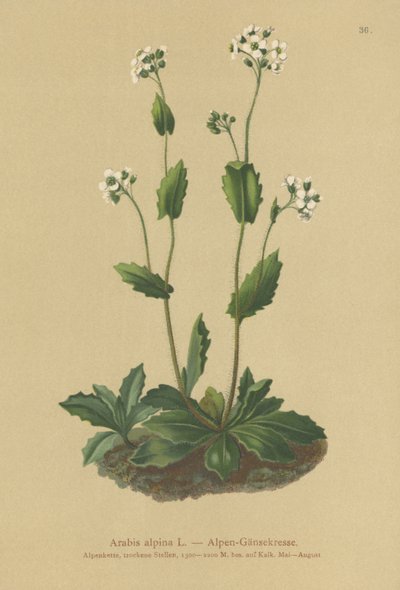 Arabetta alpina (Arabis alpina) da German School