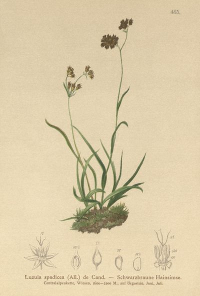Luzula alpinopilosa, Luzula spadicea da German School