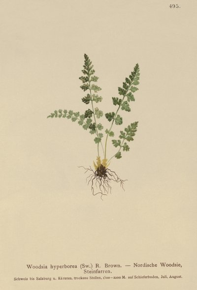 Woodsia alpina da German School
