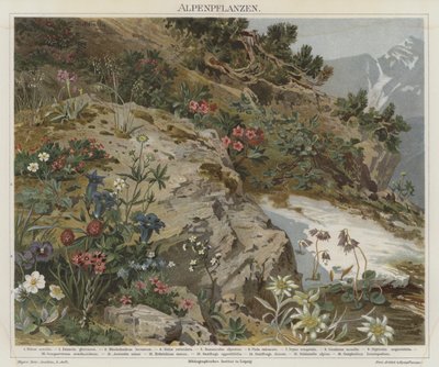 Piante alpine da German School