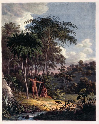 Alsophila, felci acquatiche nell