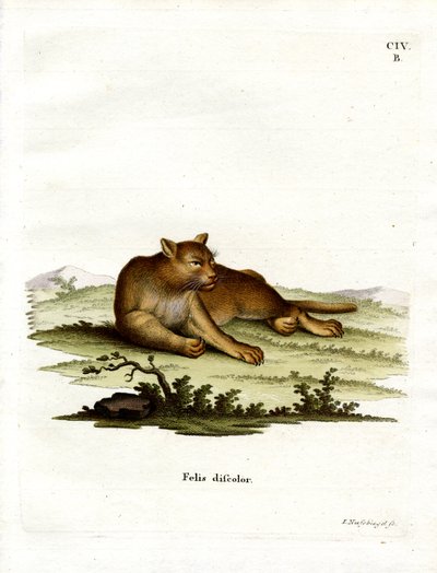 Puma dell