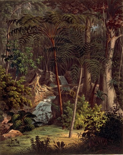 Foresta Amazzonica, tavola XXVII da 