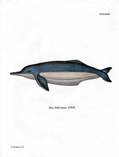 Delfino del Rio delle Amazzoni da German School