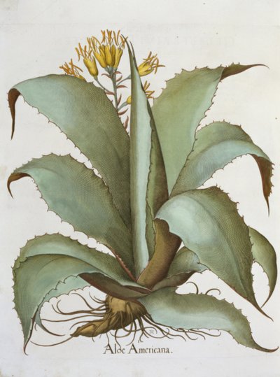 Aloe Americana, dal Hortus Eystettensis di Basil Besler, pub. 1613 da German School