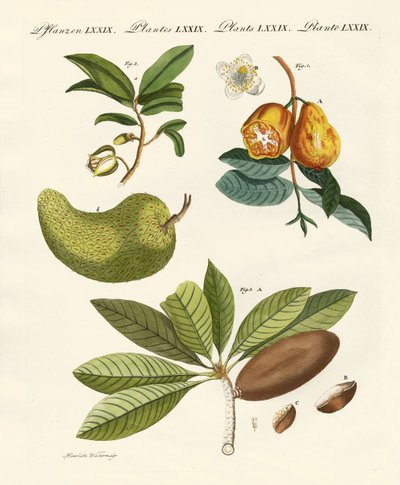 Frutti americani da German School