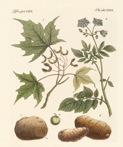 Piante americane da German School