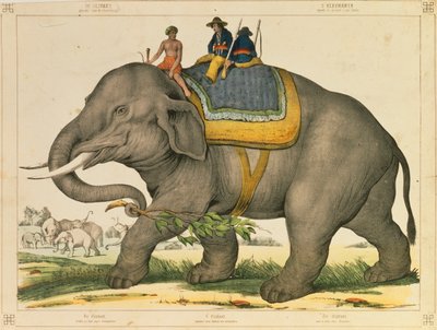Un elefante usato per cacciare i suoi simili, foglio illustrato pubblicato da Joseph Scholz, Mainz, c.1860 da German School