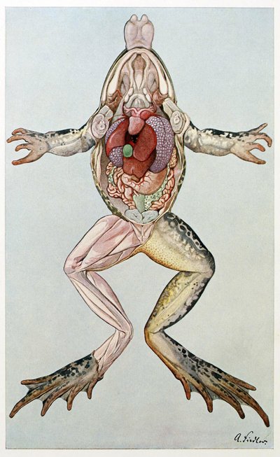 Sezione anatomica di una rana femmina, da Brehms Tierleben, pub. 1860 da German School