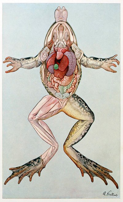 Sezione anatomica di una rana femmina, da Brehms Tierleben, pub. 1860 da German School