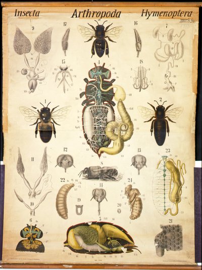 Anatomia dell