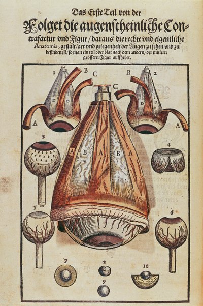 Anatomia dell