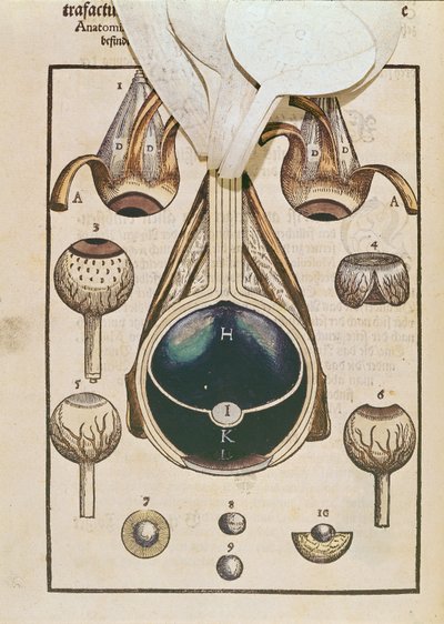 Anatomia dell