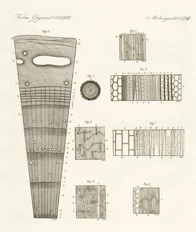 Anatomia del legno da German School